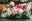 I Do Flowers Cairns logo